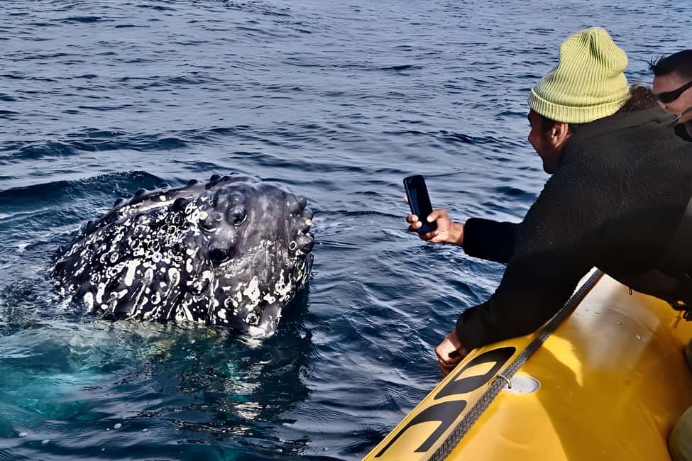 image n.3 of Noosa: Humpback Whale Watching Tour activity in Noosa Heads, uploaded by supplier