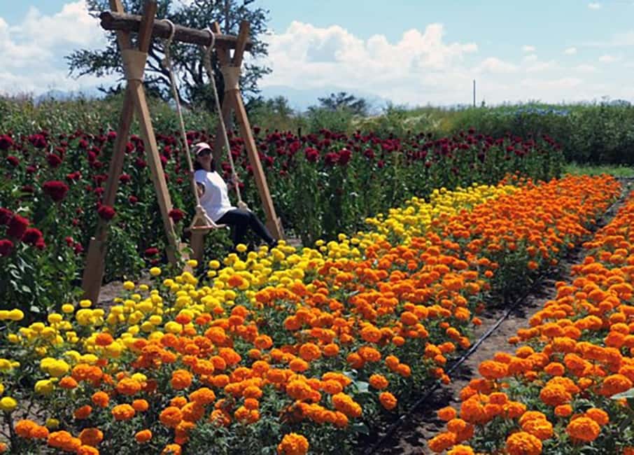 Oaxaca Day Of The Dead Altar Workshop With Meal GetYourGuide oaxaca-day-of-the-dead-altar-workshop-with-meal-getyourguide