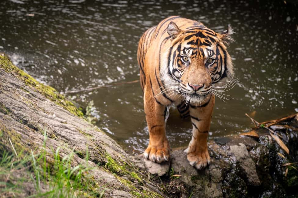 billede nr.7 af aktiviteten Rotterdam: Rotterdam Zoo Blijdorp entrébillet i Rotterdam, uploadet af udbyder