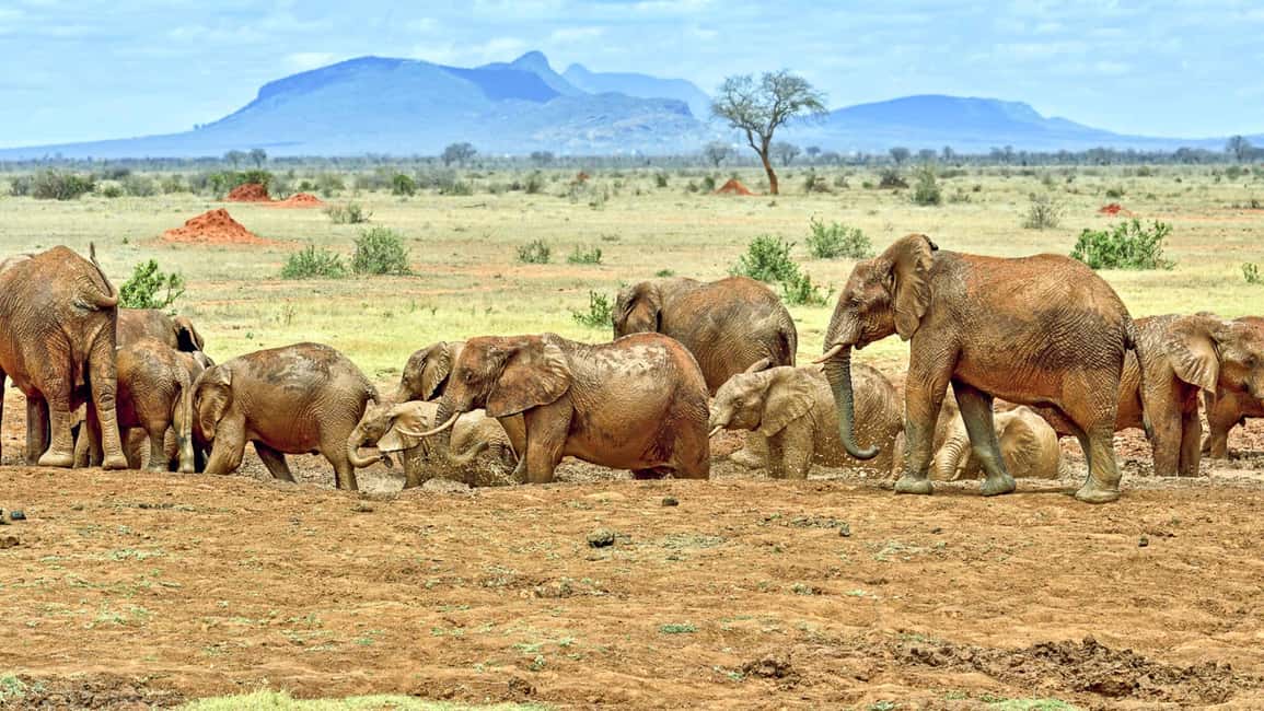 image n.7 of 6-Day kenya safari to Amboseli and Tsavo west & East. activity in Coast Province, uploaded by supplier