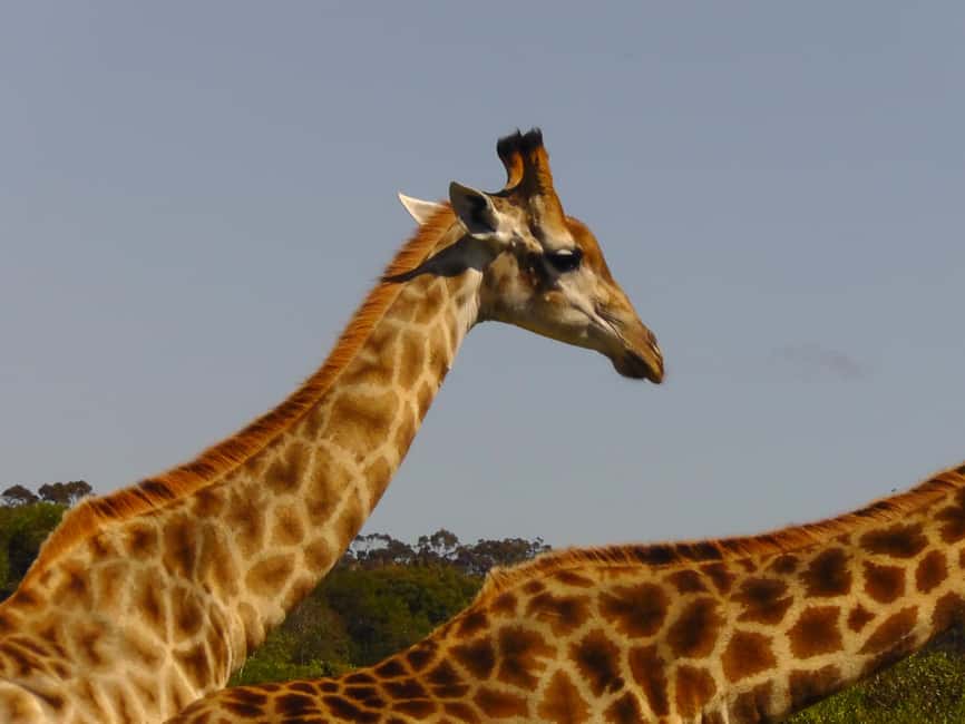 image n.20 of Port Elizabeth:2-Day Schotia Safaris & Addo Wildlife Reserve activity in Eastern Cape, uploaded by supplier