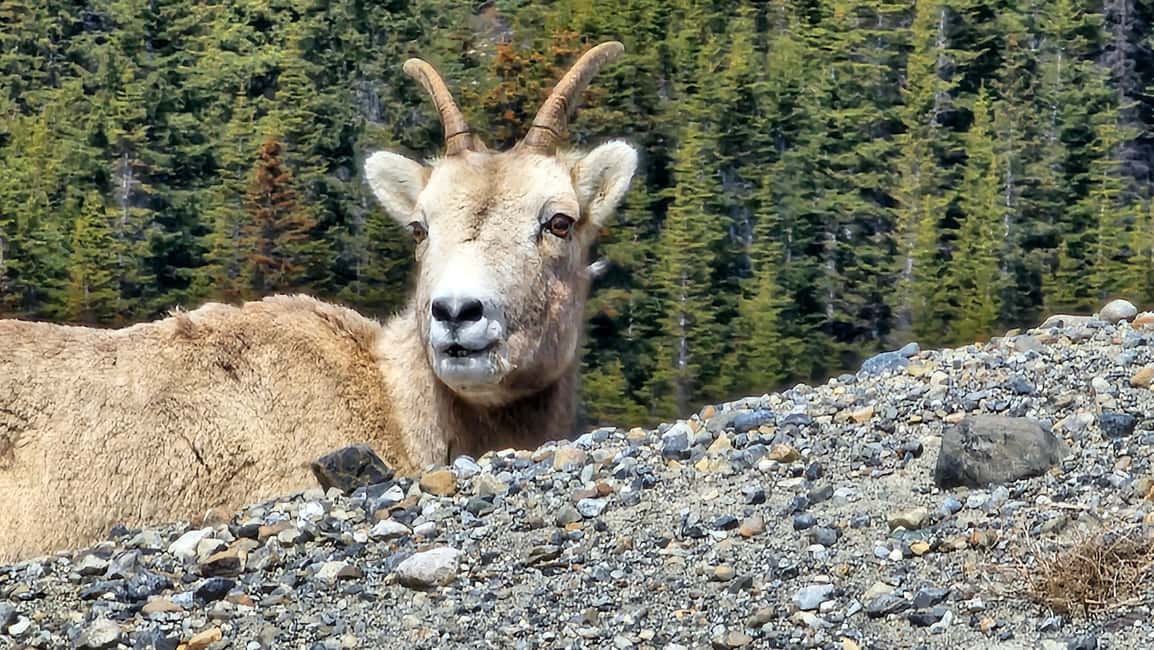image n.2 of Banff: Evening Wildlife Safari Guided Tour activity in Banff, uploaded by supplier