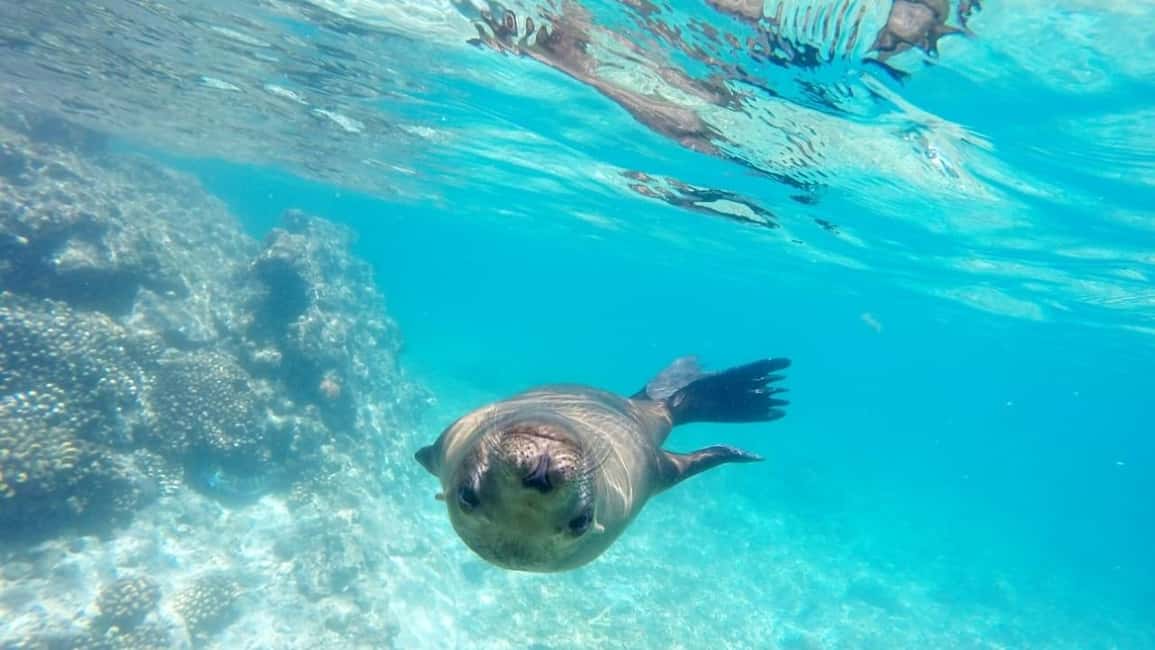 image n.8 of La Paz: Day Cruise & Snorkelling (w/sea lions) Food & Drinks activity in Baja California Sur, uploaded by supplier