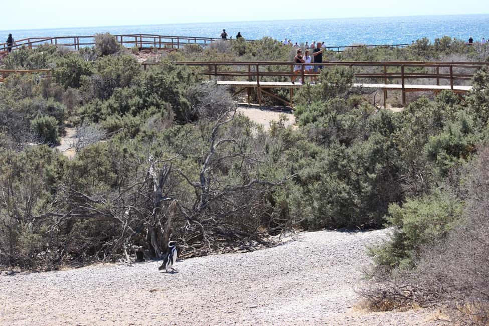 Bild Nr. 12 von Puerto Madryn: Punta Tombo Landausflug für Kreuzfahrtgäste Aktivität in Chubut Provinz, hochgeladen vom Anbieter