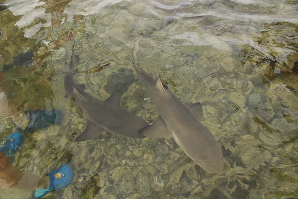 imagem n.2 de Ilha do Sal, Salinas, Buracona e Lemon Shark atividade em Sal, carregada pelo fornecedor