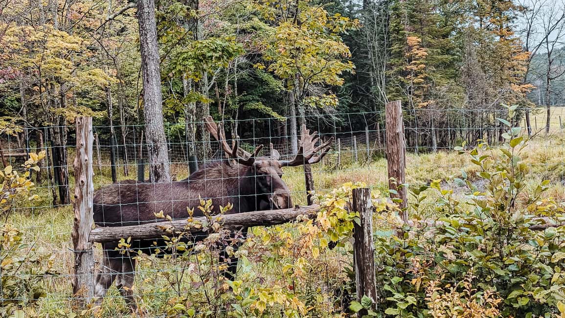 imagem n.16 de Otava: Safari privado de aventura na vida selvagem no Parc Omega atividade em Montebello, carregada pelo fornecedor
