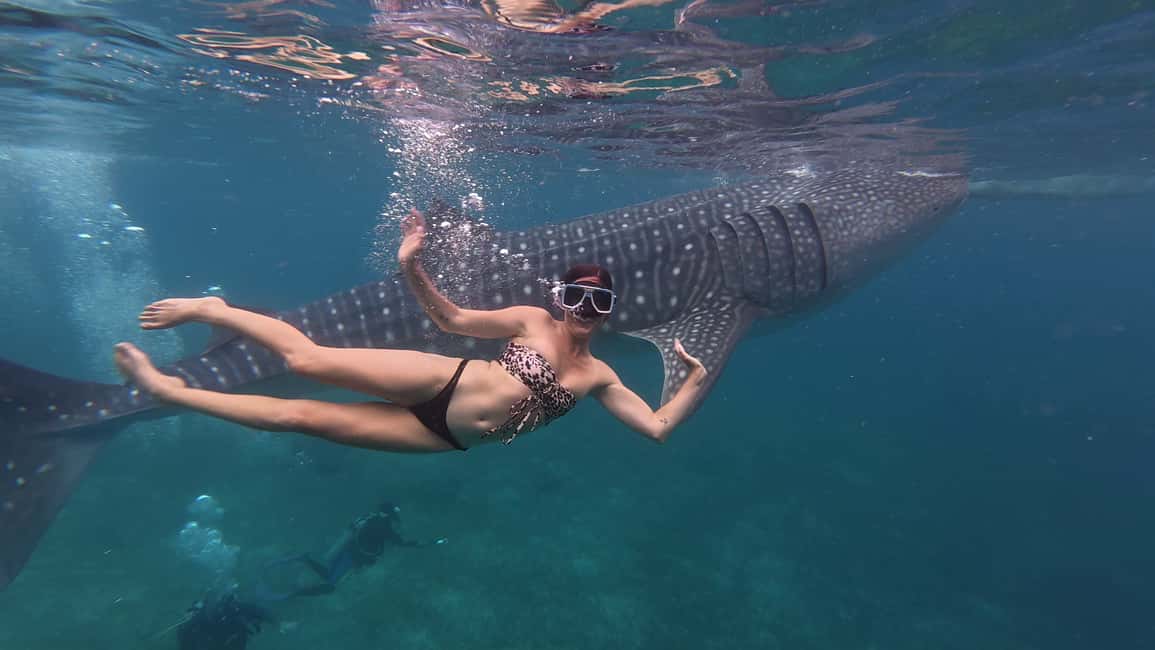 imagem n.4 de Cebu Oslob WhaleShark,Inambakan Falls& Moalboal Sardines Run atividade em Oslob, carregada pelo fornecedor