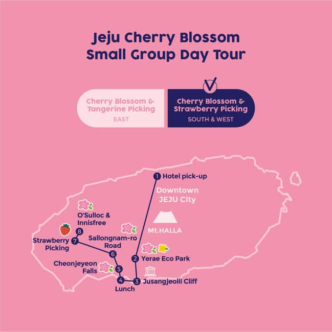 image n.2 of West Jeju Cherry Blossom Strawberry Picking Small Group Tour activity in Jeju, uploaded by supplier