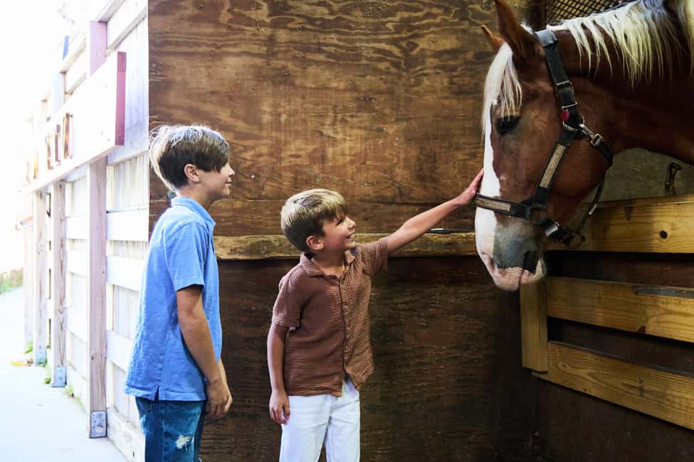 image n.12 of Charleston: Downtown Horse-Drawn Carriage Tour activity in Charleston, uploaded by supplier