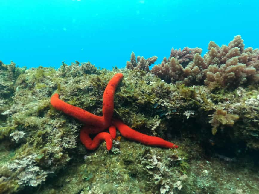 image n.2 of Terceira Island: Snorkeling Adventure activity in Angra do Heroísmo, uploaded by supplier