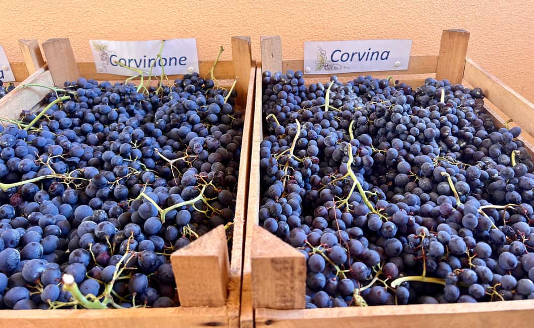 Immagine nº 41 di Il tour completo dell'Amarone: 2 cantine, pranzo e approfondimento sull'Amarone attività a Verona, caricata dal fornitore