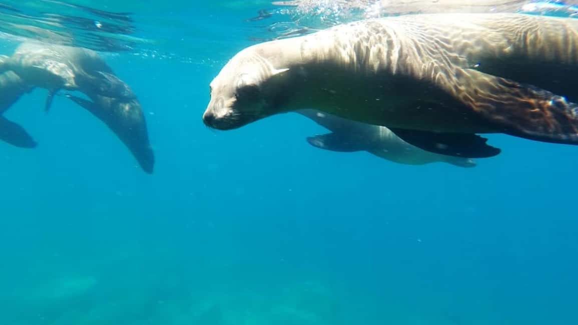 image n.10 of La Paz: Day Cruise & Snorkelling (w/sea lions) Food & Drinks activity in Baja California Sur, uploaded by supplier