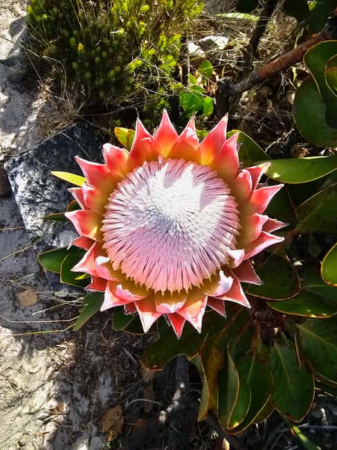 image n.27 of Cape Town: Table Mountain Hike with an Expert Guide activity in Cape Town, uploaded by supplier