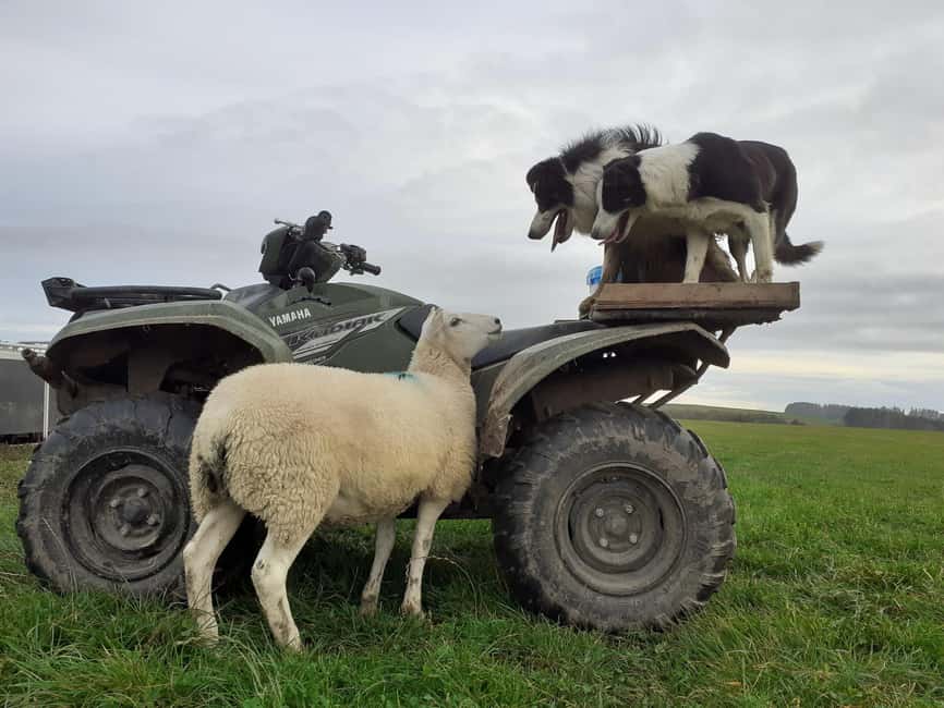 From Aberdeen: Luxury Aberdeenshire and Speyside GetYourGuide