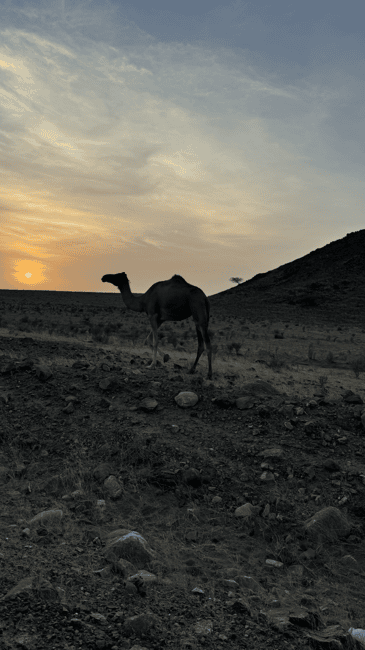 Immagine nº 4 di Tramonto nel deserto con pick up attività a Mascate, caricata dal fornitore