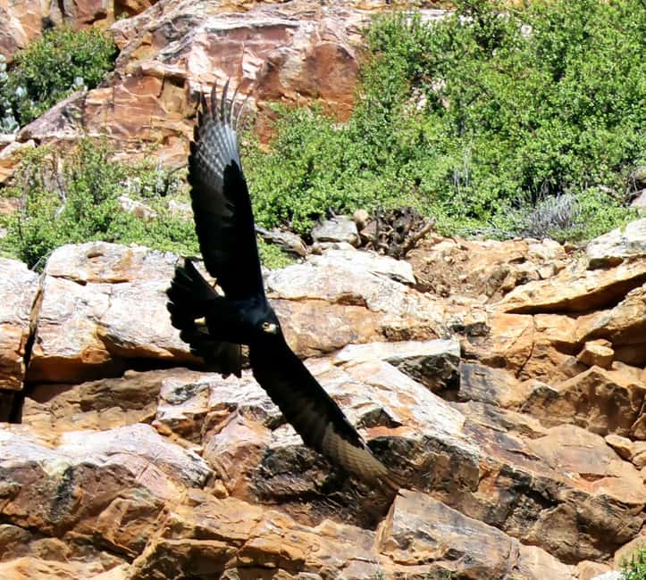 image n.20 of Oudtshoorn: Half-Day Swartberg Pass Private Guided Tour activity in Western Cape, uploaded by supplier