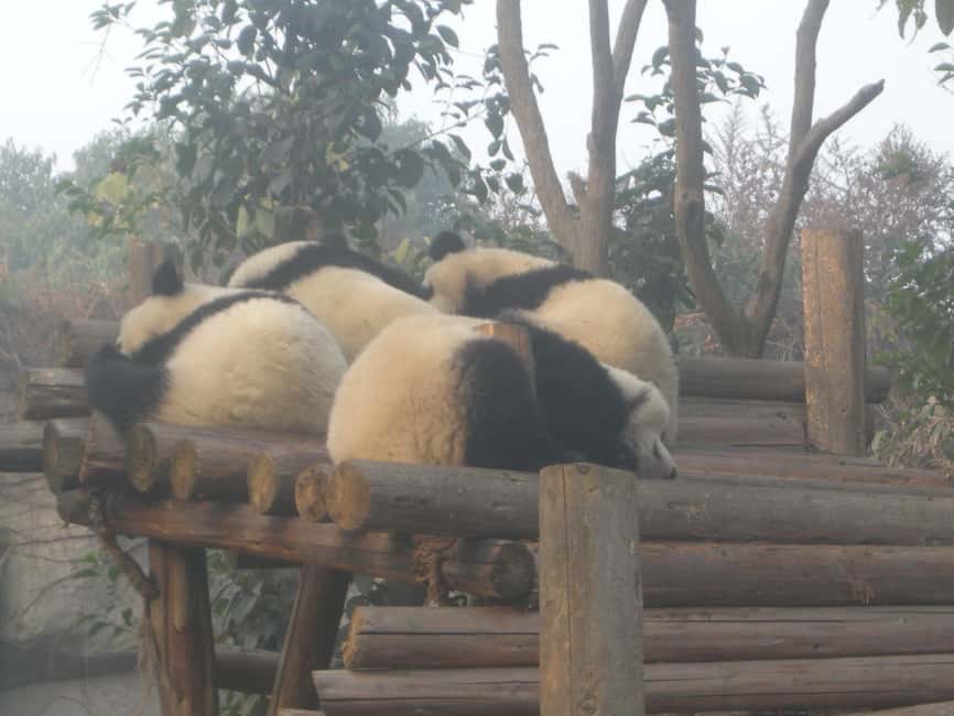 Bild Nr. 6 von Chengdu: Giant Panda Breeding Research Base Ticket Aktivität in Chengdu, hochgeladen vom Anbieter