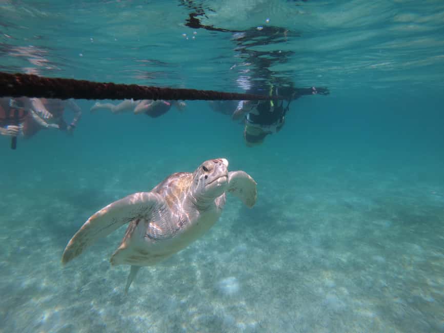 afbeelding n.15 van Akumal: Snorkelen met zeeschildpadden en koralen activiteit in Akumal, geüpload door aanbieder