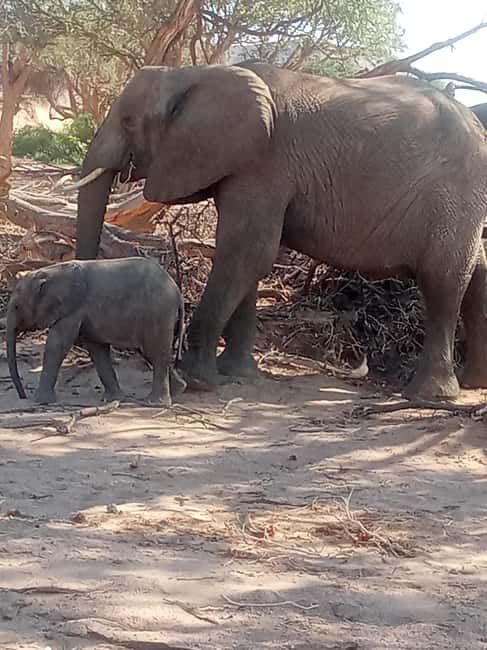 image n.18 of Elephant Adventure with Herson - a native of Damaraland activity in Kunene Region, uploaded by supplier