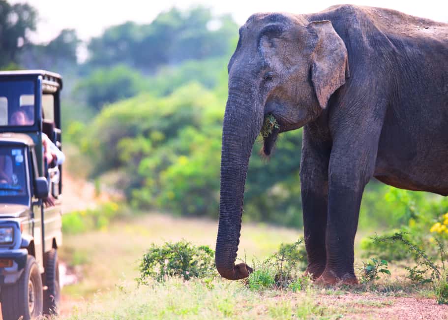 bild nr.3 av Sri Lanka: 7-dagars privat tur utanför den upptrampade stigen aktivitet i Kandy, uppladdad av arrangören