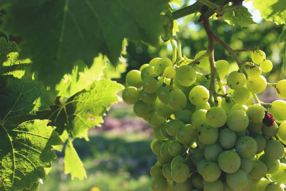 Immagine nº 4 di Colonia del Sacramento: Tour privato della città e delle cantine del Carmelo attività a Colonia del Sacramento, caricata dal fornitore