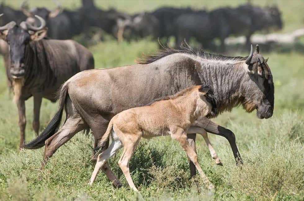 image n.4 of Serengeti: 3-Day Migration Safari with Hot Air Balloon Ride activity in Mara Region, uploaded by supplier