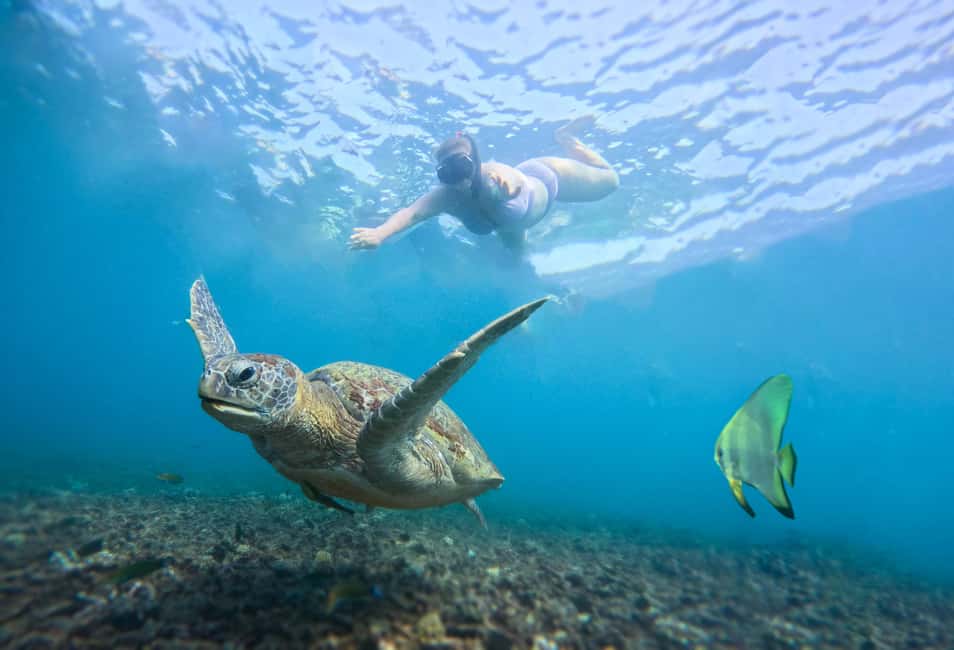 billede nr.16 af aktiviteten Privat charterbåd rundt i snorkelparadiset Koh Tao i Ko Tao, uploadet af udbyder