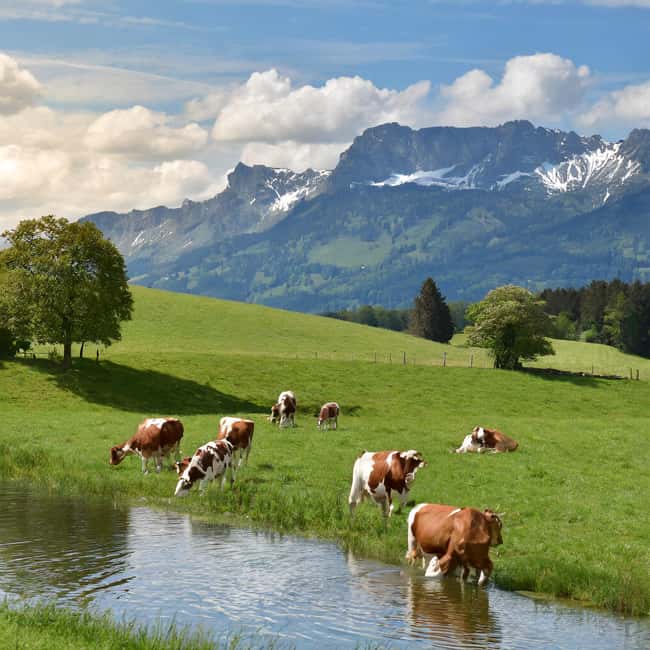 Bild Nr. 6 von Zürich Private Tour nach Liechtenstein und ins Heidiland Aktivität in Maienfeld, hochgeladen vom Anbieter