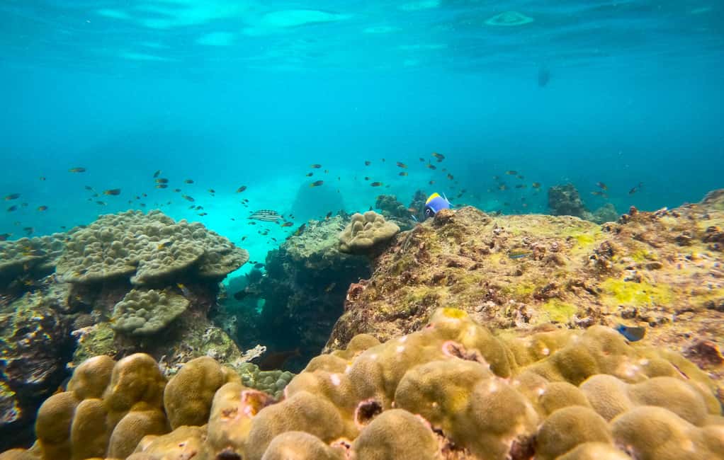 image n.10 of Koh Pha Ngan: Koh Tao & Nang Yuan Tour with Snorkel, Lunch activity in Gulf of Thailand, uploaded by supplier