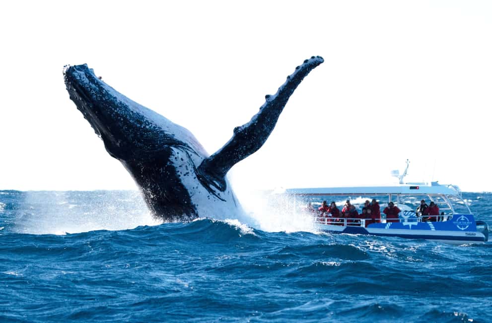 image n.5 of Byron Bay: Whale Watching Cruise with a Marine Biologist activity in New South Wales, uploaded by supplier