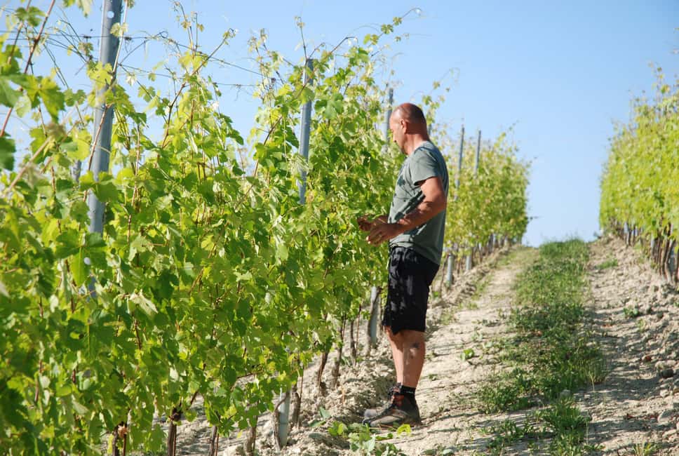 billede nr.3 af aktiviteten Monforte d'Alba: Barolo-smagning, vingårds- og kælderbesøg i Monforte d'Alba, uploadet af udbyder