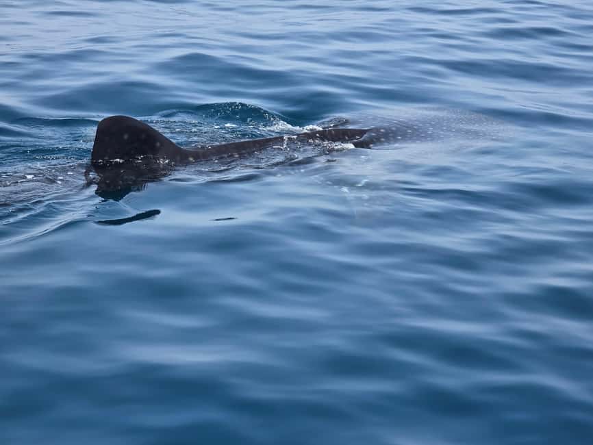Immagine nº 32 di Isola di Daymaniyat: tour di snorkeling con pranzo gustoso attività a Seeb, caricata dal fornitore