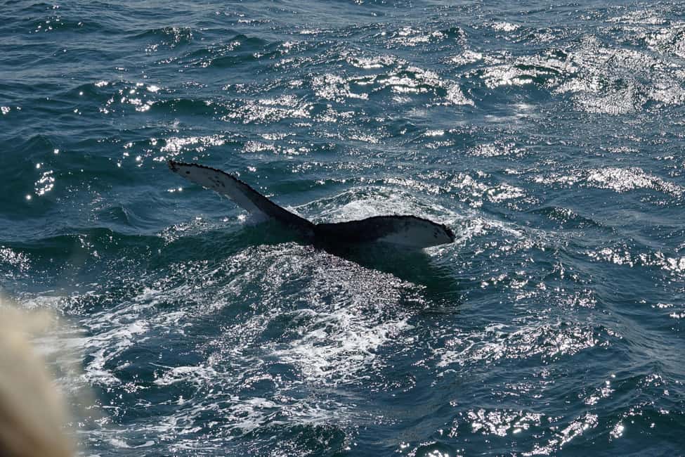 imagen n.º 4 de Reikiavik: Crucero de avistamiento de ballenas y vida marina actividad en Vesturland, subida por el proveedor