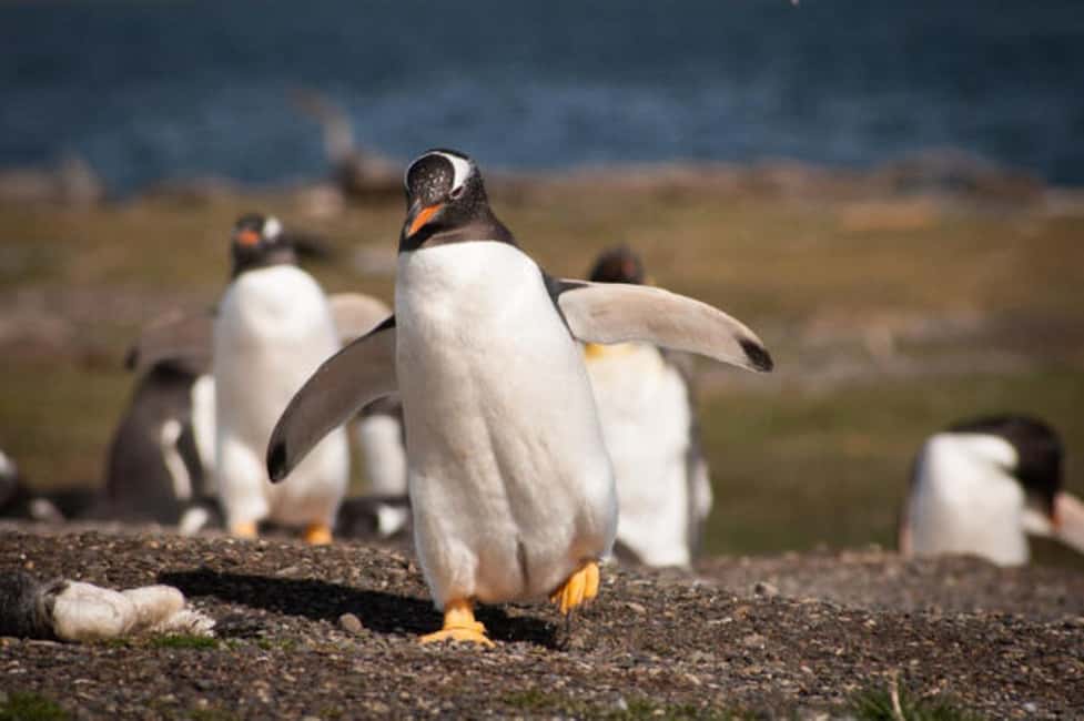 image n.4 of Ushuaia: Beagle Channel and Penguin Island activity in Ushuaia, uploaded by supplier