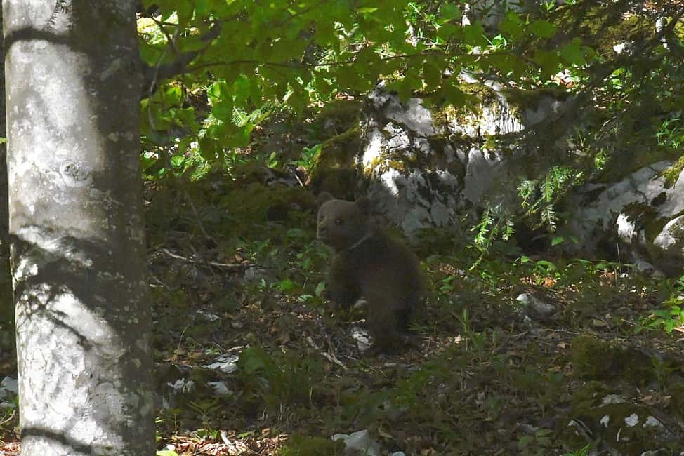 Bild Nr. 7 von Postojna: Bärenbeobachtungstour mit Ranger und ortskundigem Guide Aktivität in Postojna, hochgeladen vom Anbieter