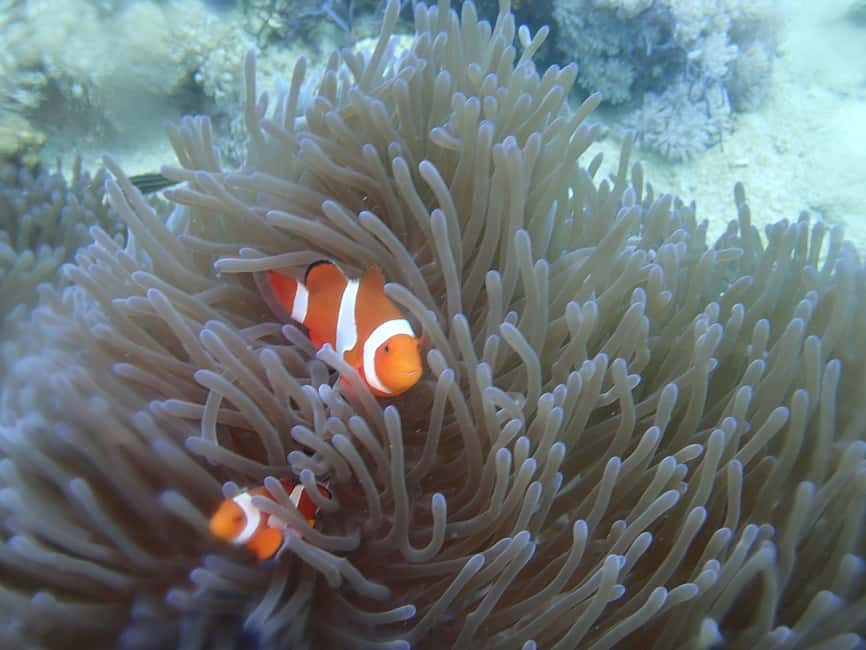 Immagine nº 4 di Tour pomeridiano di snorkeling delle isole Dimaniyat attività a Mascate, caricata dal fornitore