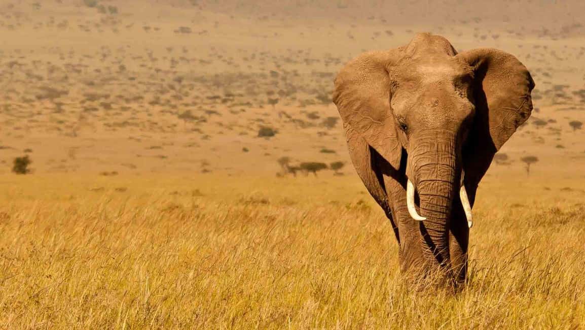 image n.5 of 2-Days Wildlife Safari to Tsavo East & Tsavo West Park activity in Coast Province, uploaded by supplier