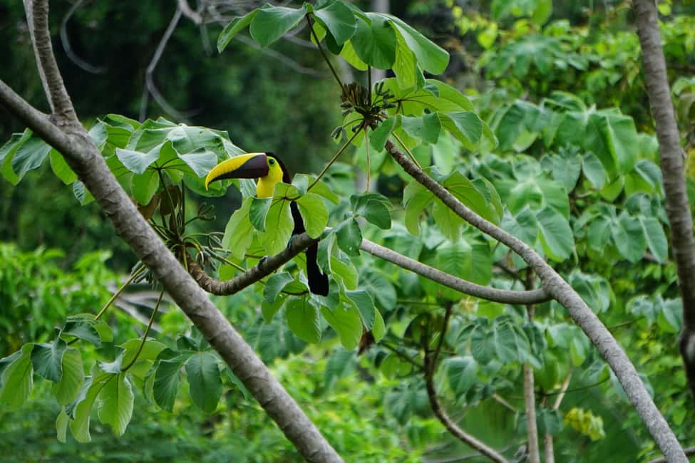 image n.68 of Carara National Park: Best Tour Carara National Park-One Day activity in Puntarenas Province, uploaded by supplier