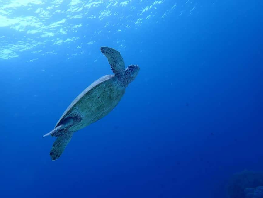 imagem n.8 de Cebu: tubarões-baleia de Oslob, corrida de sardinhas de Moalboal e tartarugas atividade em Cidade de Cebu, carregada pelo fornecedor