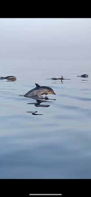 image n.2 of boat tour exploring and searching for dolphins in Acitrezza activity in Sicily, uploaded by supplier
