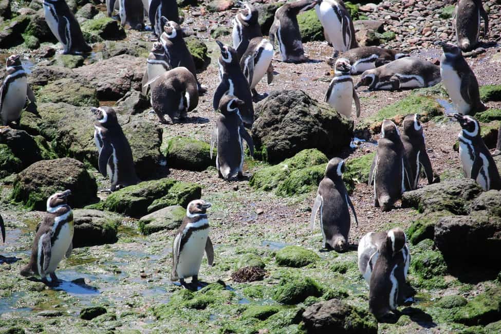 Bild Nr. 13 von Puerto Madryn: Punta Tombo Landausflug für Kreuzfahrtgäste Aktivität in Chubut Provinz, hochgeladen vom Anbieter