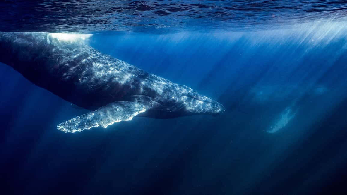 image n.2 of La Paz or La Ventana: Ocean Safari activity in Baja California Sur, uploaded by supplier