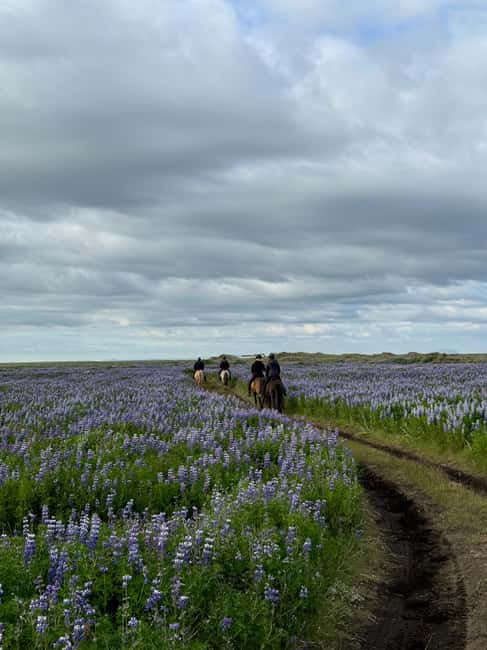 imagen n.º 3 de sur de Islandia: Excursión a caballo por la playa negra actividad en Hvolsvöllur, subida por el proveedor