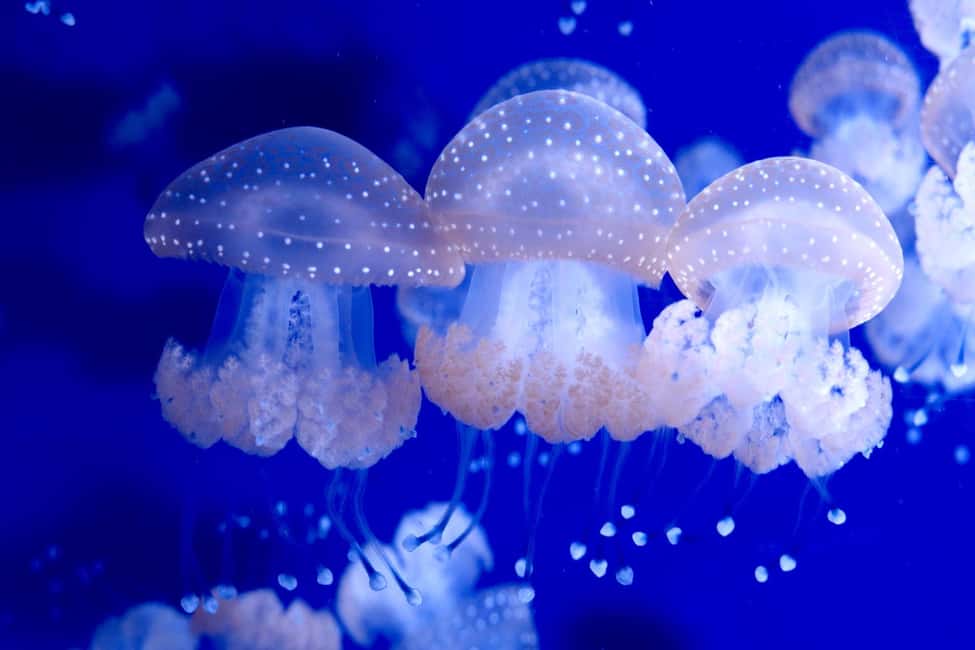 Bild Nr. 2 von Das Florida Aquarium Ticket Aktivität in Tampa, hochgeladen vom Anbieter