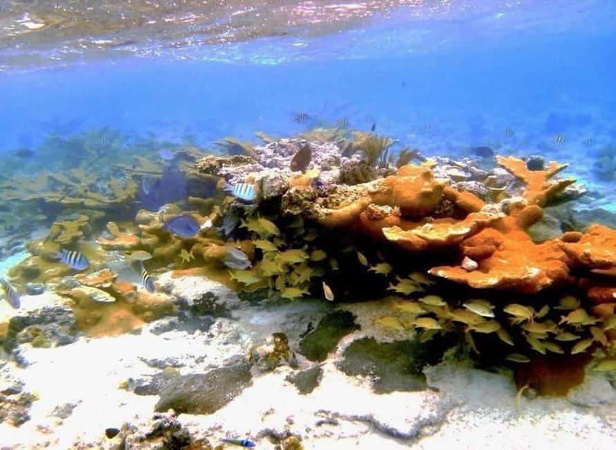 Image N°58 de Nassau : Cochons, plongée en apnée, tortues, déjeuner, club de plage privé activité à New Providence, publiée par le prestataire