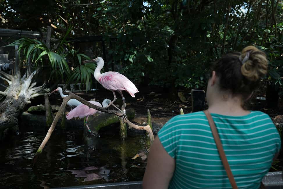 Bild Nr. 23 von Das Florida Aquarium Ticket Aktivität in Tampa, hochgeladen vom Anbieter