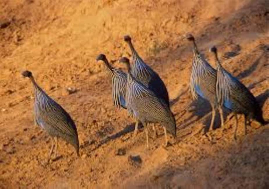 image n.86 of 2-Days Wildlife Safari to Tsavo East & Tsavo West Park activity in Coast Province, uploaded by supplier