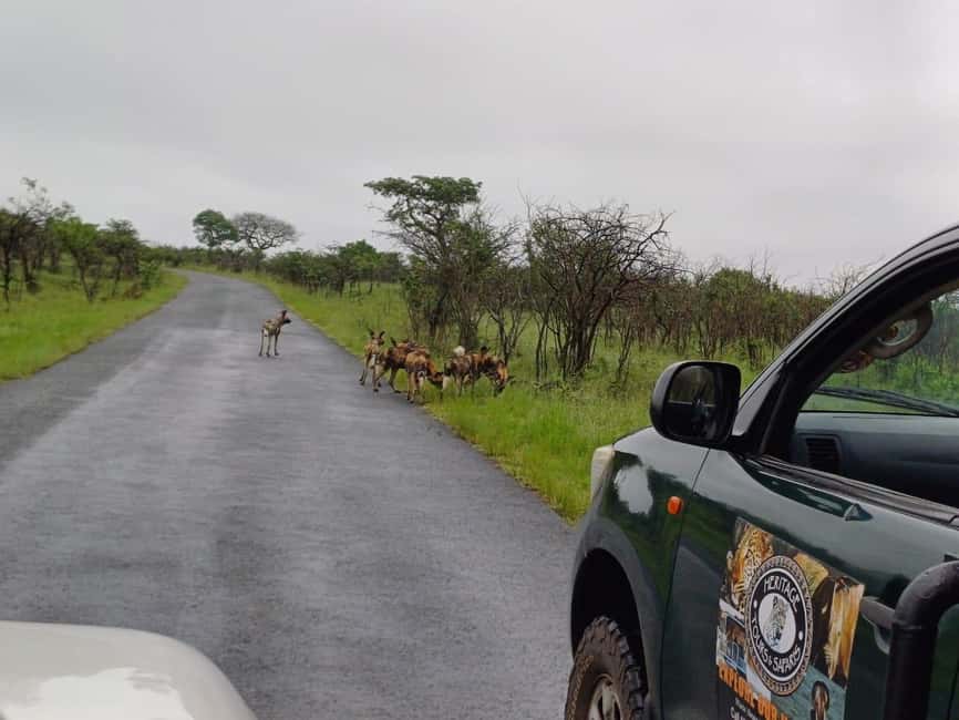 image n.29 of Hluhluwe-Imfolozi: Big 5 Full or Half-Day Safari activity in Hlabisa, uploaded by supplier