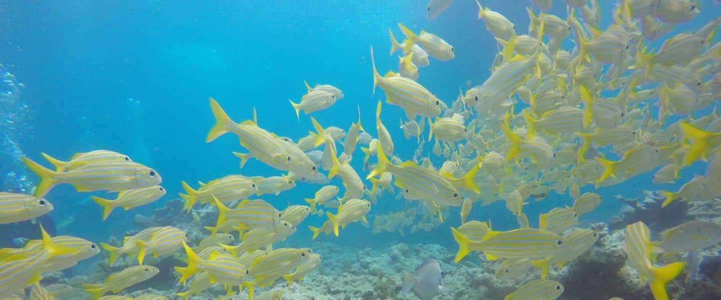 image n.2 of Key Largo: Molasses Reef Snorkeling Trip activity in Florida, uploaded by supplier