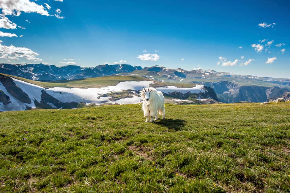 image n.12 of Beartooth Highway Tour With Wildlife Guide activity in Wyoming, uploaded by supplier